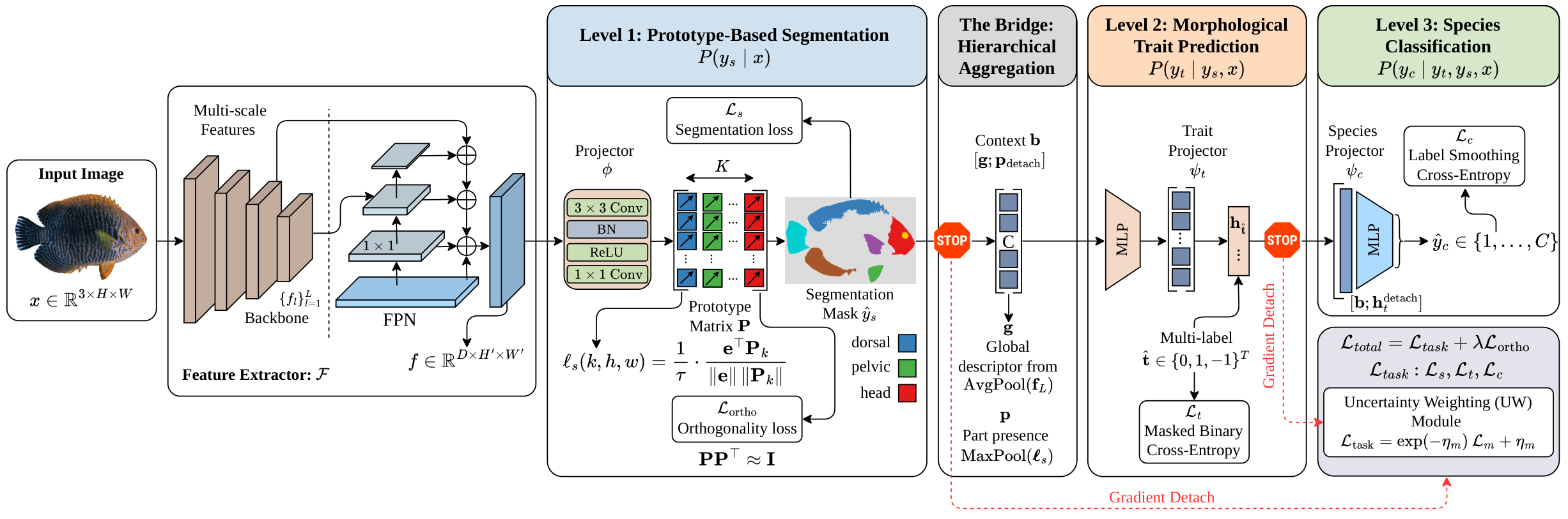 FISHER architecture: shared backbone → segmentation → trait → species, with gradient decoupling at each boundary