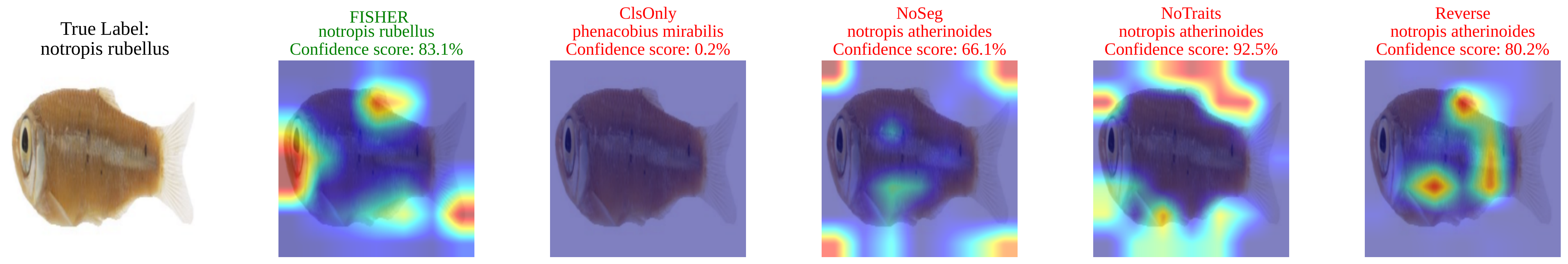 Qualitative segmentation and trait prediction on fish samples